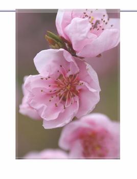 Scheibenhänger Rosa Erlebnis  rechteckig Gardine mit Blumen